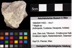 Foto (Objket + Etiketten) von ? Magila sp. 